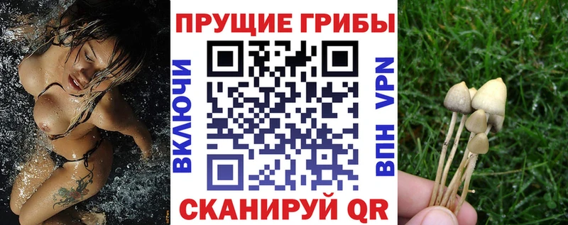 Псилоцибиновые грибы GOLDEN TEACHER  Купить закладки  Темников 